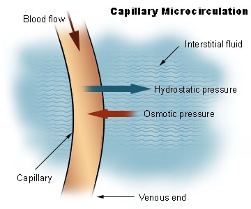 Mikrocirkulacija